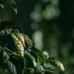 découvrez comment cultiver le houblon, les étapes clés de la culture, les meilleures pratiques d’entretien et des conseils pour une récolte réussie, que vous soyez amateur ou professionnel.