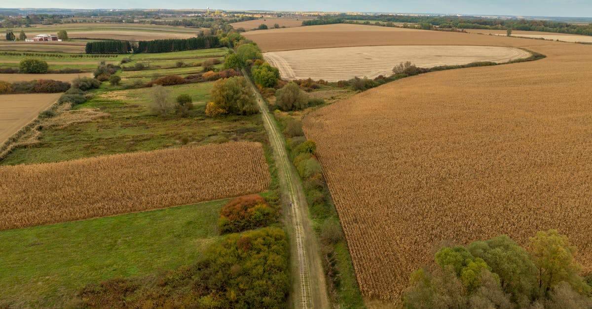 découvrez les meilleures pratiques pour la culture du houblon : conseils, étapes de plantation, entretien et récolte pour réussir votre production de houblon à la maison ou à l'échelle professionnelle.