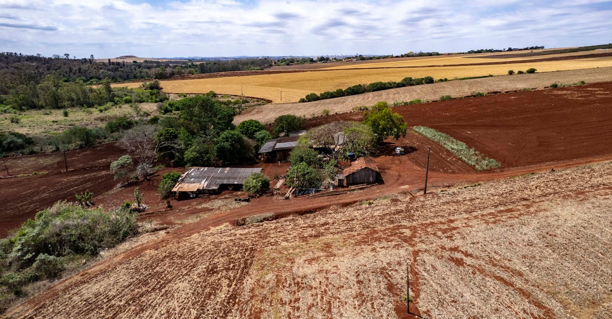découvrez tout ce qu’il faut savoir sur la culture du houblon : conseils pratiques, étapes de plantation et astuces pour une récolte réussie, que vous soyez amateur ou professionnel.