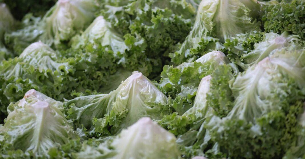 découvrez tout ce qu'il faut savoir sur la laitue iceberg : ses bienfaits, sa saveur croquante, ses usages en cuisine et des conseils pour bien la conserver et la préparer.