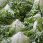 Tout savoir sur la culture de la laitue iceberg découvrez tout ce qu'il faut savoir sur la laitue iceberg : ses bienfaits, sa saveur croquante, ses usages en cuisine et des conseils pour bien la conserver et la préparer.