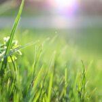 Pelouse : astuces pour remplir les zones dégarnies d'herbe découvrez tout ce qu'il faut savoir sur le gazon : conseils d'entretien, astuces pour une pelouse verdoyante et idées d'aménagement pour sublimer votre jardin toute l'année.