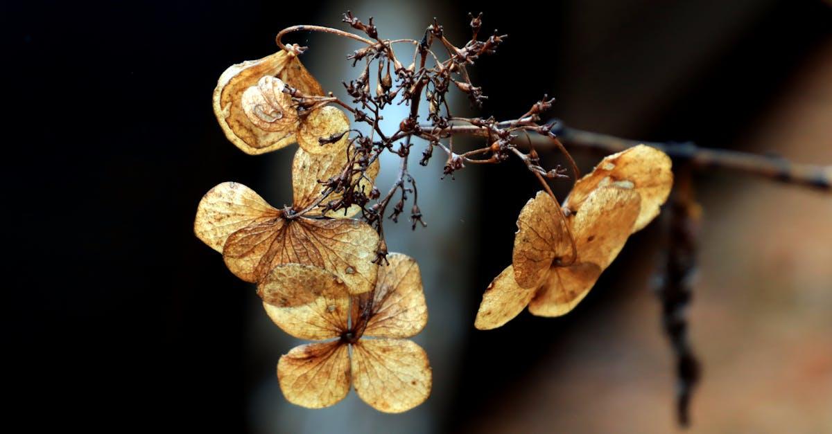 découvrez la lewisia cotyledon, une plante vivace aux fleurs colorées idéale pour les rocailles et les jardins secs. conseils de culture, entretien et floraison.