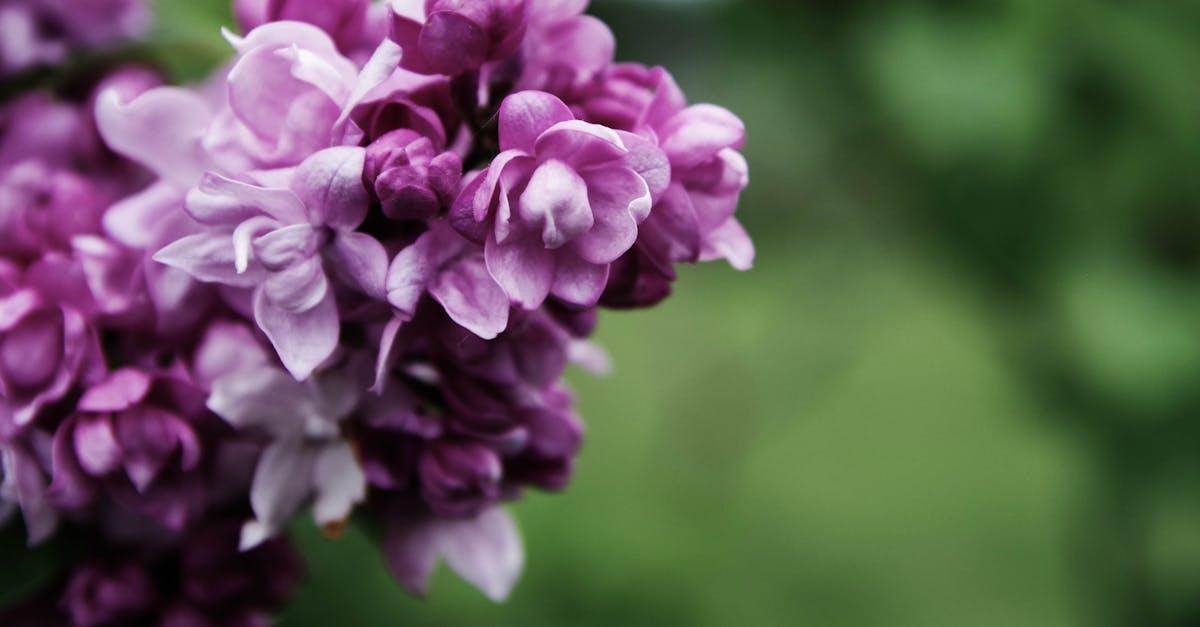 découvrez la beauté et la signification du lilas, une fleur délicate aux couleurs tendres et au parfum envoûtant, symbole de renouveau et de romantisme dans votre jardin ou votre maison.