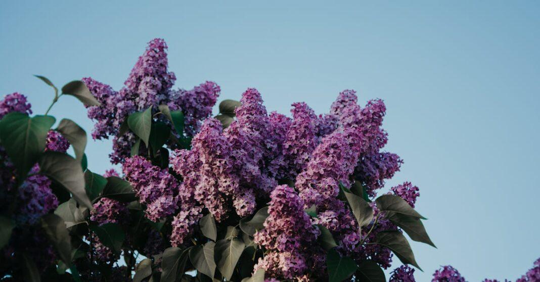 découvrez la signification, les variétés et les conseils d'entretien du lilas, cette fleur parfumée aux couleurs délicates, idéale pour égayer jardins et intérieurs.