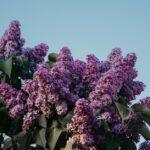 Le lilas, une touche de magie pour embellir votre jardin au printemps découvrez la signification, les variétés et les conseils d'entretien du lilas, cette fleur parfumée aux couleurs délicates, idéale pour égayer jardins et intérieurs.