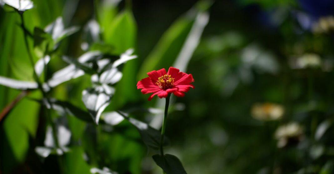 découvrez le jardinage lunaire : une méthode naturelle qui utilise les cycles de la lune pour optimiser la croissance des plantes, augmenter les récoltes et prendre soin de votre jardin au rythme des astres.