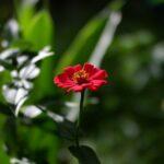 cultiver son jardin selon les phases de la lune en août 2025 découvrez le jardinage lunaire : une méthode naturelle qui utilise les cycles de la lune pour optimiser la croissance des plantes, augmenter les récoltes et prendre soin de votre jardin au rythme des astres.
