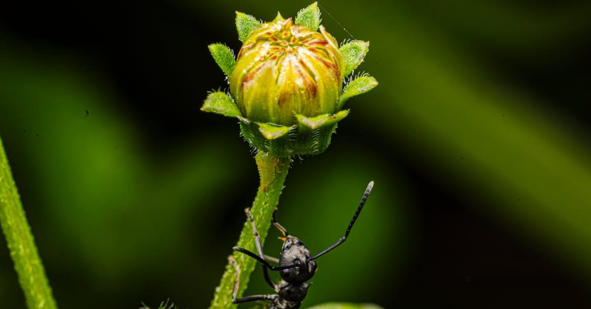 découvrez comment le jardinage lunaire peut améliorer la croissance de vos plantes en suivant les cycles de la lune. conseils, astuces et calendrier pour jardiner avec la lune facilement.