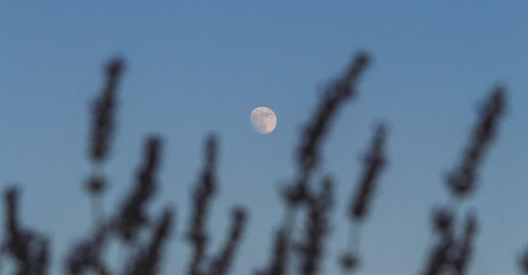 découvrez le jardinage lunaire : une méthode ancestrale qui utilise les cycles de la lune pour optimiser la croissance et la santé de vos plantes. astuces et conseils pratiques pour un jardin florissant, selon le calendrier lunaire.