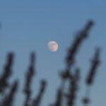 jardinage lunaire : astuces pour mai 2025 découvrez le jardinage lunaire : une méthode ancestrale qui utilise les cycles de la lune pour optimiser la croissance et la santé de vos plantes. astuces et conseils pratiques pour un jardin florissant, selon le calendrier lunaire.