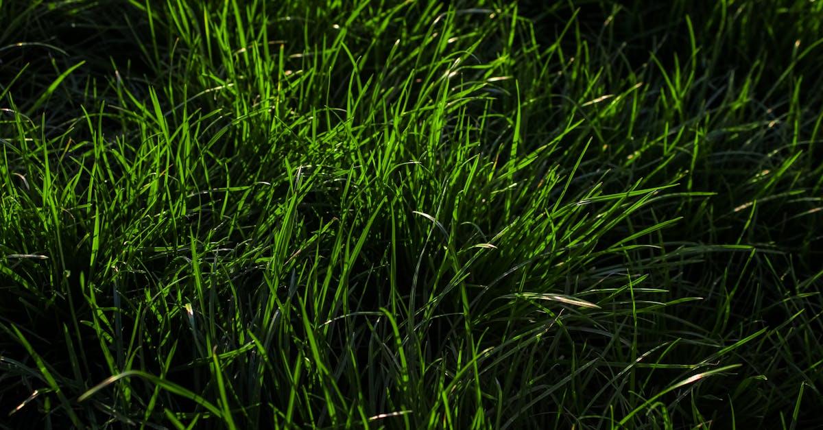 découvrez le jardinage lunaire : apprenez à cultiver vos plantes et légumes en harmonie avec les cycles de la lune pour optimiser la croissance et la récolte de votre jardin.