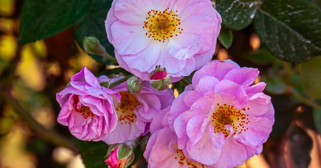 découvrez les bases du jardinage biologique : conseils pratiques, astuces naturelles et méthodes écologiques pour cultiver des fruits et légumes sains tout en respectant l’environnement.