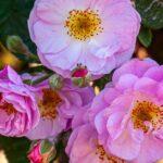 Découvrez l'univers de mon petit potager bio de 15 m² avec Arthur Motté découvrez les bases du jardinage biologique : conseils pratiques, astuces naturelles et méthodes écologiques pour cultiver des fruits et légumes sains tout en respectant l’environnement.