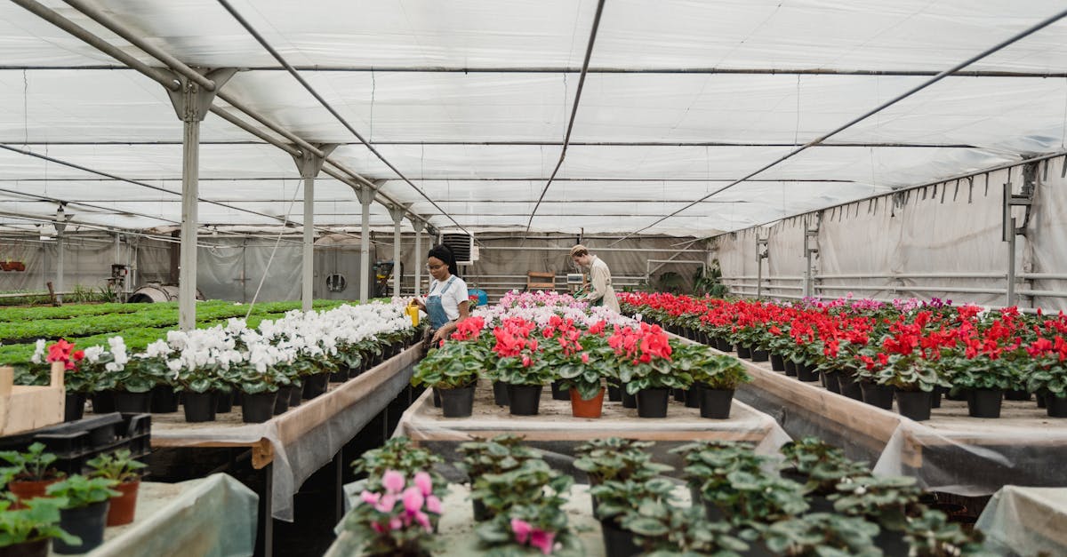 découvrez les bases du jardinage biologique : conseils pratiques, astuces naturelles et méthodes écologiques pour cultiver vos fruits et légumes tout en respectant l’environnement.