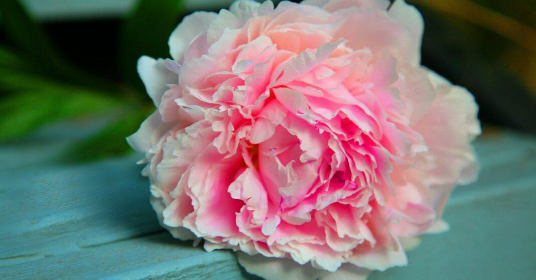 découvrez tout sur les pivoines : conseils de plantation, entretien, variétés et astuces pour profiter de leur floraison spectaculaire au jardin ou en bouquet.