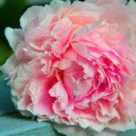 découvrez 10 jardins et pépinières où admirer les plus magnifiques pivoines découvrez tout sur les pivoines : conseils de plantation, entretien, variétés et astuces pour profiter de leur floraison spectaculaire au jardin ou en bouquet.