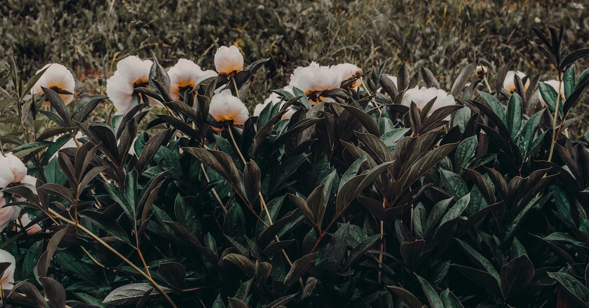découvrez tout sur les pivoines : conseils de culture, variétés, plantation et entretien pour réussir ces magnifiques fleurs dans votre jardin.