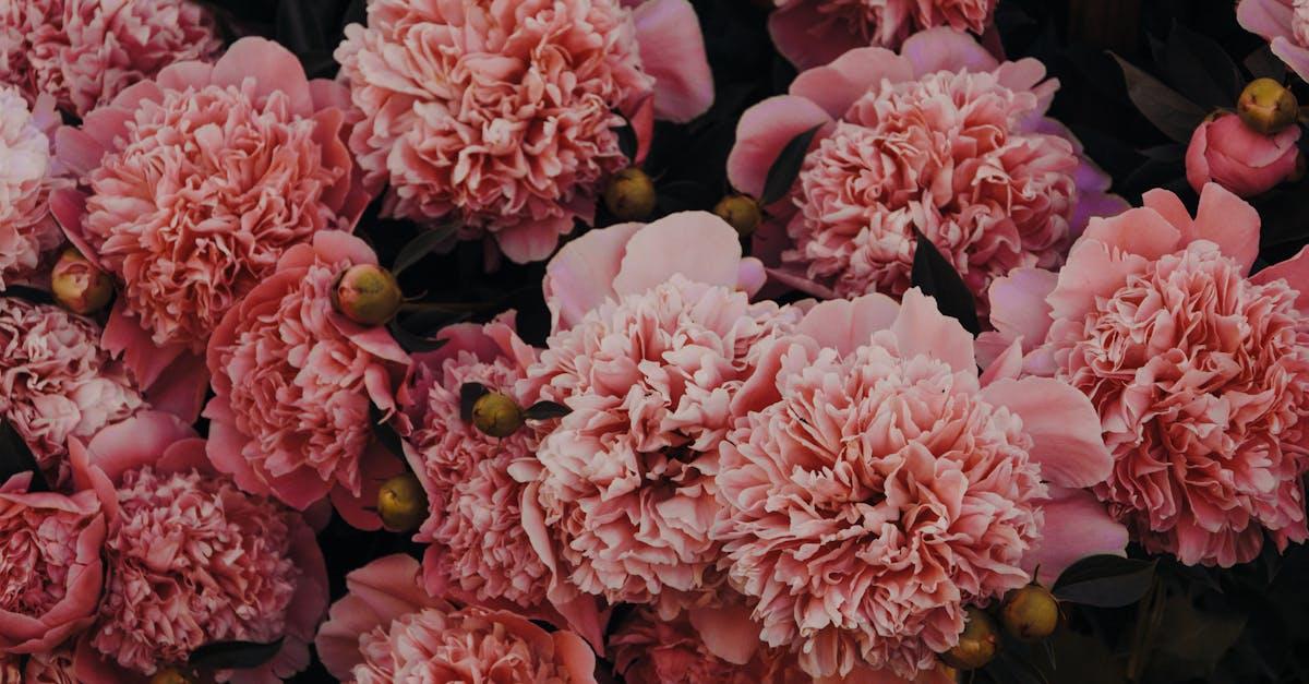 découvrez tout sur les pivoines : conseils de plantation, entretien, variétés et astuces pour profiter de leur floraison spectaculaire dans votre jardin ou en bouquet.