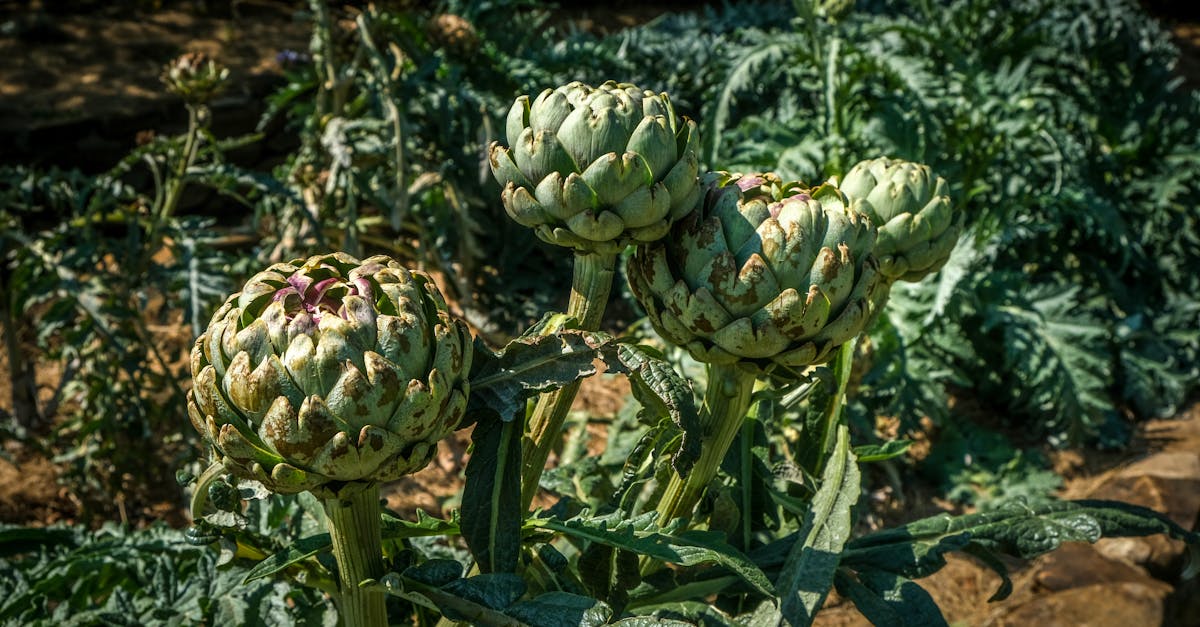 découvrez les légumes vivaces, des plantes comestibles à cultiver une fois pour récolter pendant plusieurs années. faciles à entretenir, délicieux et durables, les légumes vivaces enrichissent votre potager et facilitent la culture au jardin !