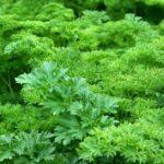 Les légumes perpétuels : un atout pour un potager écoresponsable découvrez les légumes vivaces : des plantes comestibles à planter une fois pour des récoltes abondantes chaque année. conseils, variétés, et astuces pour un potager durable et facile à entretenir.