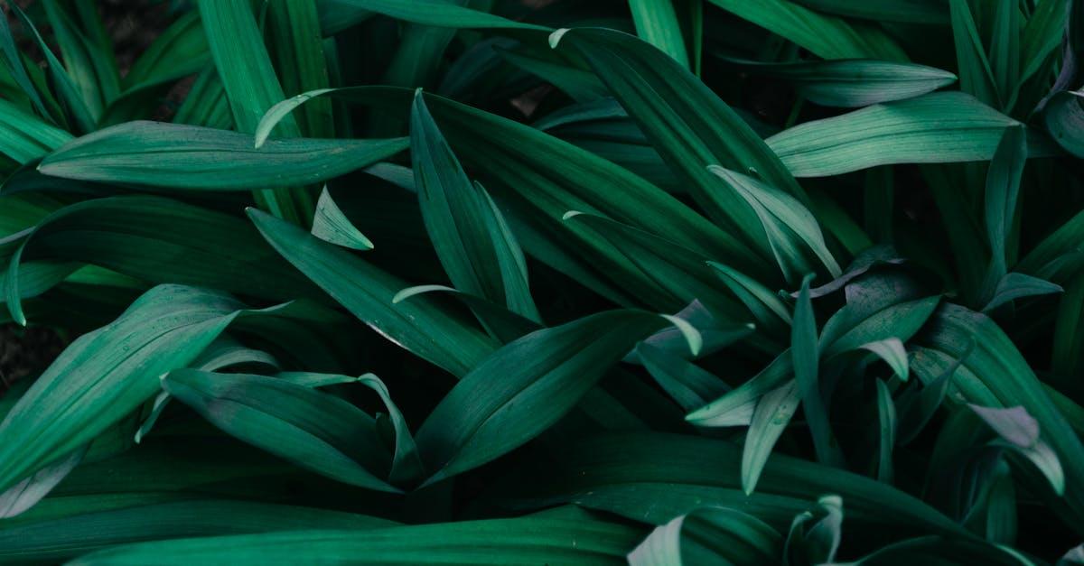 découvrez les légumes vivaces : des plantes comestibles à récolter année après année pour un potager durable, facile à entretenir et respectueux de l’environnement.