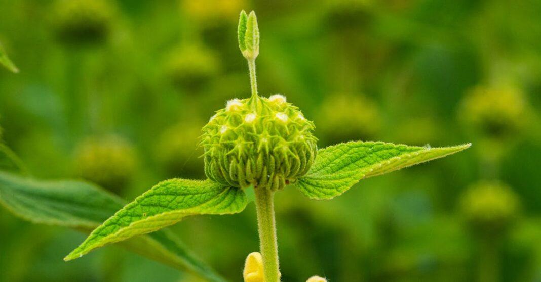 découvrez tout sur le phlomis, une plante méditerranéenne facile à cultiver, appréciée pour son feuillage décoratif et ses fleurs jaunes originales. conseils de plantation, entretien et variétés.