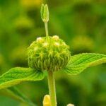 Les secrets pour réussir la culture du phlomis découvrez tout sur le phlomis, une plante méditerranéenne facile à cultiver, appréciée pour son feuillage décoratif et ses fleurs jaunes originales. conseils de plantation, entretien et variétés.