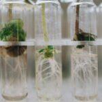 Les techniques de multiplication par bouturage et division des plantes découvrez tout ce qu'il faut savoir sur la propagation : définitions, méthodes, exemples et conseils pour comprendre et maîtriser ce phénomène dans différents domaines.