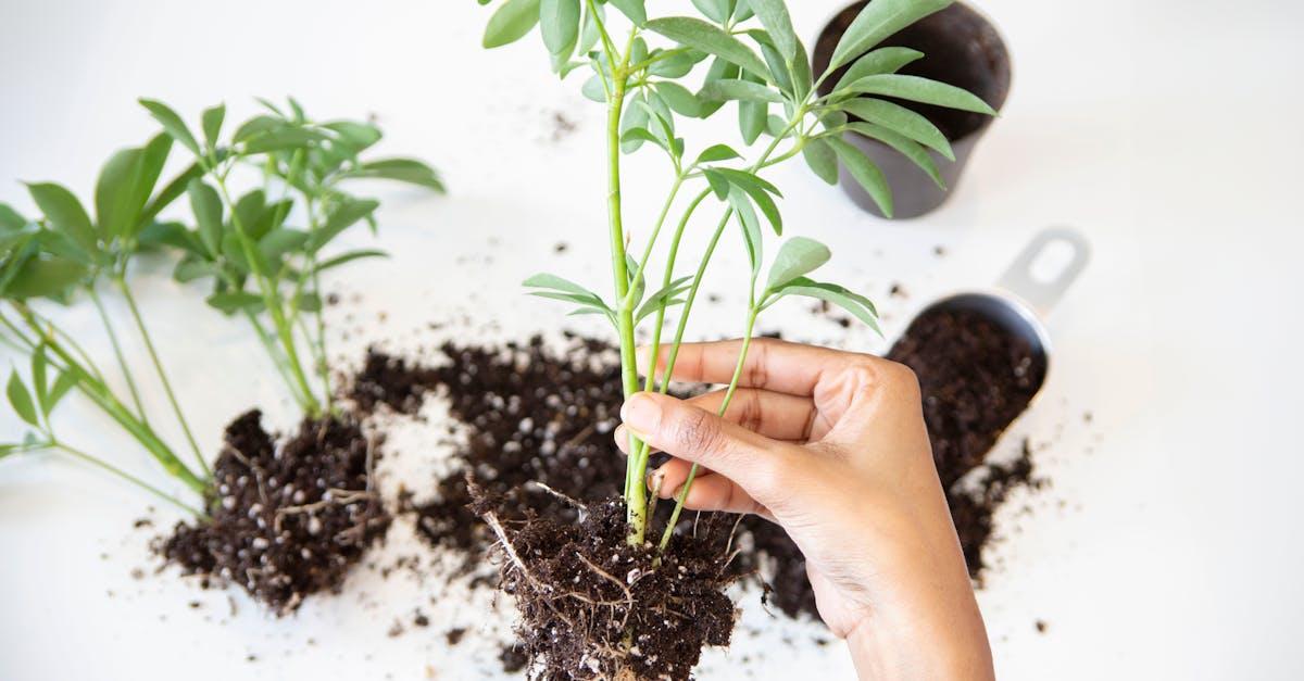 découvrez tout sur la propagation : définitions, méthodes, astuces et erreurs courantes pour réussir le bouturage des plantes ou comprendre la diffusion d’un phénomène. idéal pour les passionnés de jardinage ou de sciences !