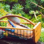 Comment maîtriser la taille du deutzia pour une floraison optimale découvrez les meilleures techniques de pruning (élagage) pour favoriser la croissance, la santé et la floraison de vos plantes ou arbres. conseils pratiques, astuces et outils recommandés pour un jardinage réussi.