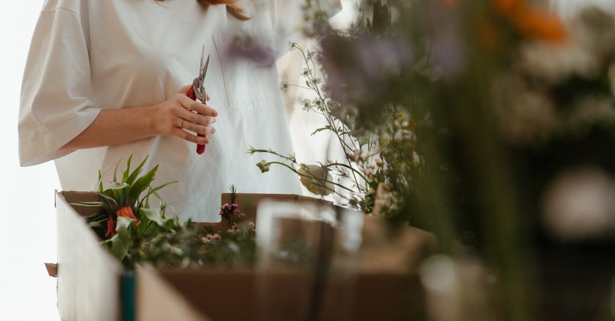 découvrez les techniques de pruning pour entretenir vos plantes, améliorer leur santé et stimuler leur croissance. conseils et astuces pour réussir la taille de vos arbres et arbustes.