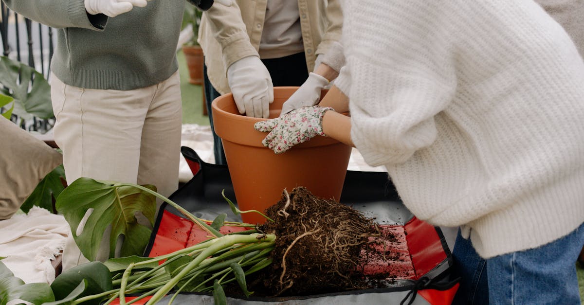 découvrez nos conseils pratiques pour le rempotage des plantes : quand et comment changer de pot, quels outils utiliser et astuces pour assurer la santé de vos plantes d'intérieur et d'extérieur.