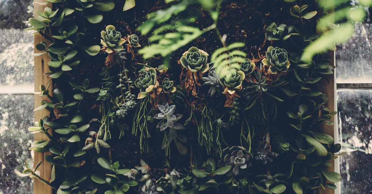 découvrez tout sur les sedums, des plantes succulentes faciles à cultiver, idéales pour les jardins, rocailles et toits végétalisés. conseils d’entretien, variétés et astuces pour une floraison durable.