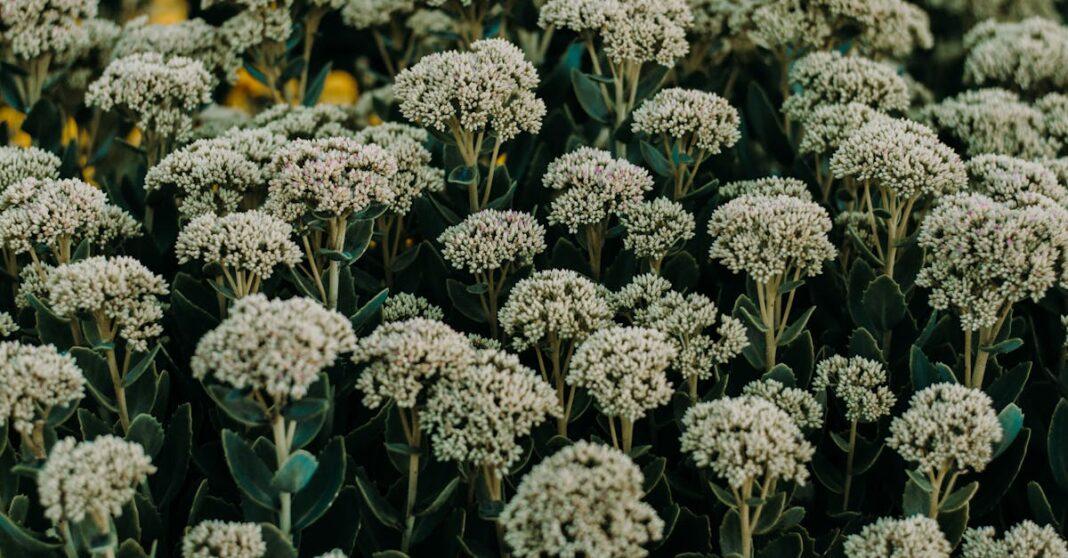 découvrez tout sur les sedums : conseils de culture, variétés, entretien et astuces pour profiter de ces plantes succulentes robustes et décoratives au jardin ou en pot.