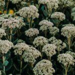 Guide pratique pour entretenir et tailler vos sedums découvrez tout sur les sedums : conseils de culture, variétés, entretien et astuces pour profiter de ces plantes succulentes robustes et décoratives au jardin ou en pot.