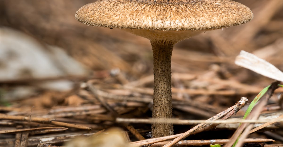 découvrez l'importance de l'aération du sol pour optimiser la croissance des plantes, améliorer la santé des racines et favoriser une meilleure absorption de l'eau et des nutriments dans votre jardin ou potager.