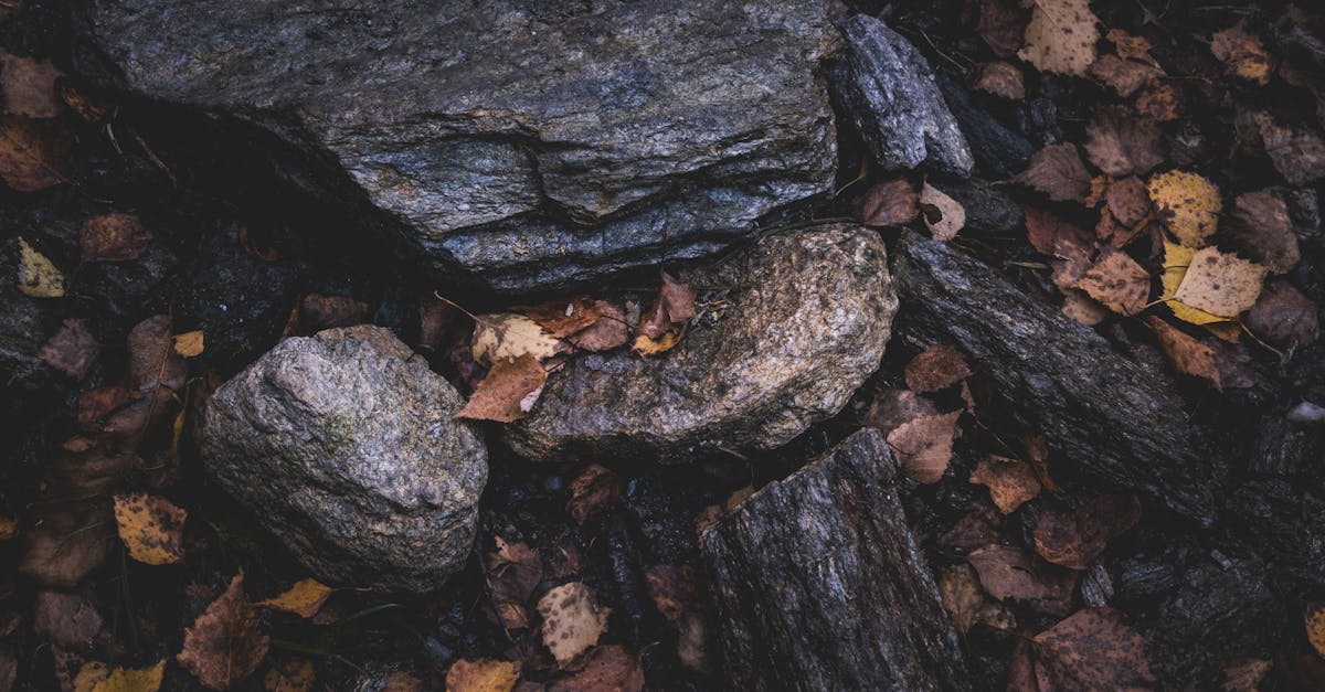 découvrez les techniques d’aération du sol, un procédé essentiel pour améliorer la santé des plantes, favoriser la croissance des racines et optimiser la circulation de l’air et de l’eau dans votre jardin ou potager.