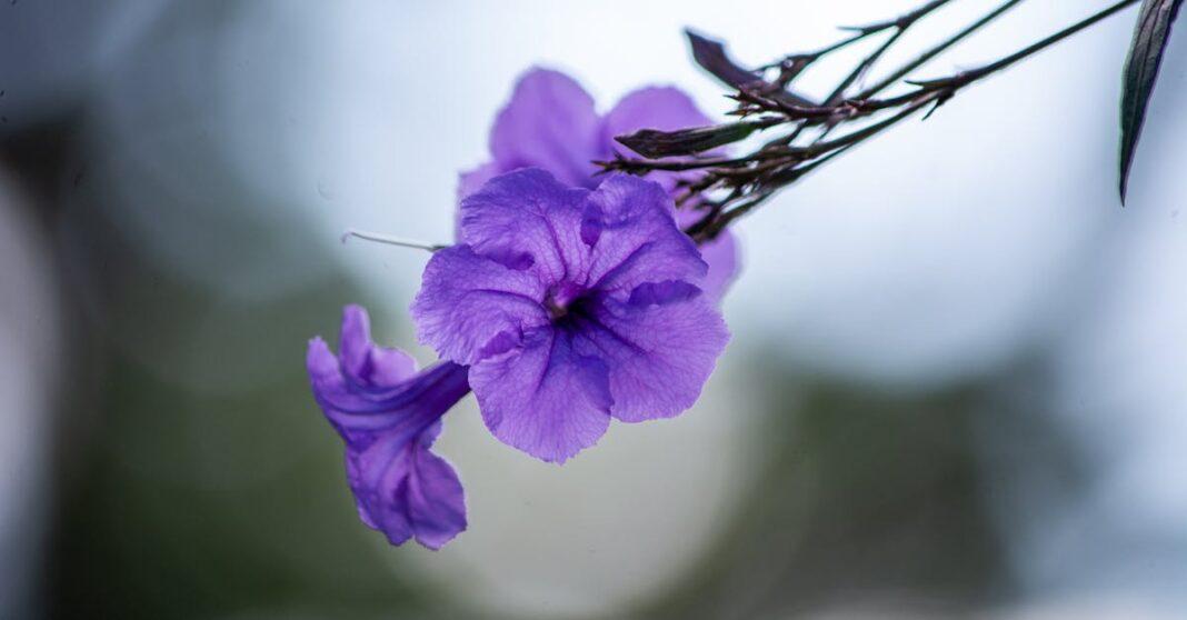 découvrez les meilleures plantes à cultiver au printemps pour un jardin éclatant : idées, conseils d'entretien et sélection de variétés fleuries pour embellir votre espace extérieur dès les premiers beaux jours.