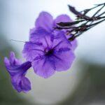 Découvrez trois plantes idéales pour créer un massif printanier éblouissant découvrez les meilleures plantes à cultiver au printemps pour un jardin éclatant : idées, conseils d'entretien et sélection de variétés fleuries pour embellir votre espace extérieur dès les premiers beaux jours.