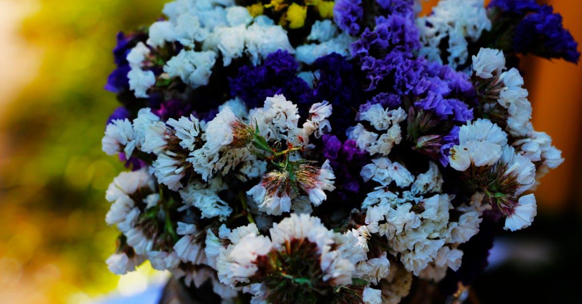 découvrez tout sur la fleur de statice : ses caractéristiques, ses utilisations en décoration et bouquets, ainsi que des conseils pour la cultiver et l'entretenir facilement dans votre jardin.
