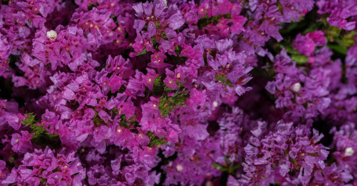découvrez le statice, une plante vivace aux fleurs colorées idéale pour les bouquets secs et la décoration florale. conseils de culture, périodes de floraison et astuces d’entretien.