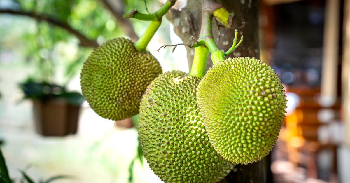 découvrez comment créer un jardin exotique durable, alliant plantes rares et respect de l’environnement pour un espace verdoyant, écologique et facile à entretenir.