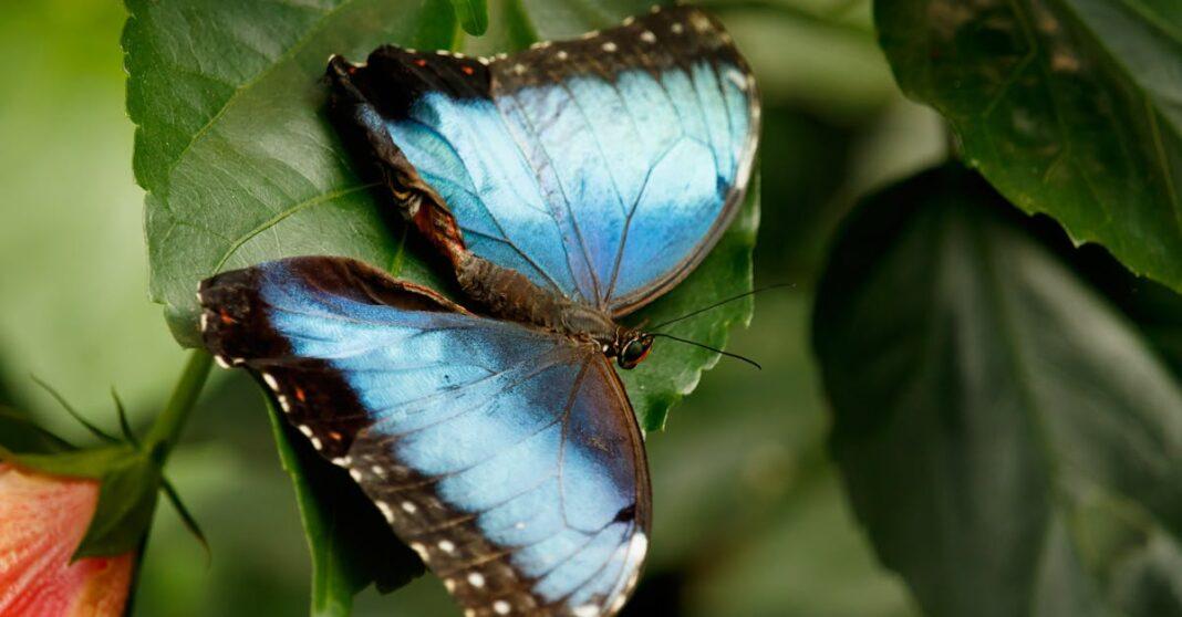 découvrez comment créer un jardin exotique durable alliant biodiversité, esthétisme et respect de l'environnement. conseils écologiques, choix de plantes exotiques, aménagement écoresponsable et astuces d’entretien pour un espace vert unique et respectueux de la nature.