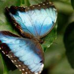 découvrez comment créer un jardin exotique durable alliant biodiversité, esthétisme et respect de l'environnement. conseils écologiques, choix de plantes exotiques, aménagement écoresponsable et astuces d’entretien pour un espace vert unique et respectueux de la nature.