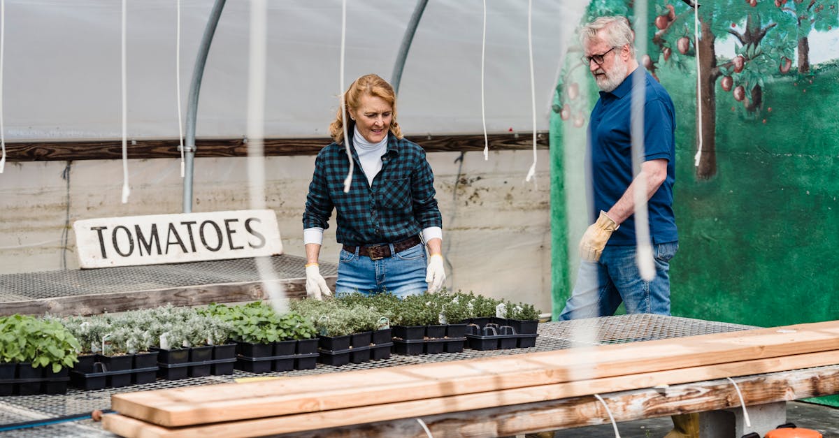 découvrez nos conseils pratiques et étapes essentielles pour réussir la culture de tomates : préparation du sol, plantation, entretien, arrosage et récolte pour obtenir des tomates savoureuses dans votre jardin.