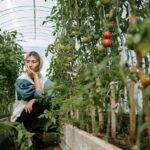 découvrez nos conseils pratiques et essentiels pour la culture des tomates : préparation du sol, choix des variétés, arrosage, entretien et astuces pour obtenir une récolte abondante et savoureuse.