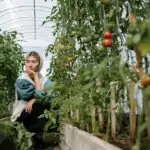 découvrez nos conseils pratiques et essentiels pour la culture des tomates : préparation du sol, choix des variétés, arrosage, entretien et astuces pour obtenir une récolte abondante et savoureuse.