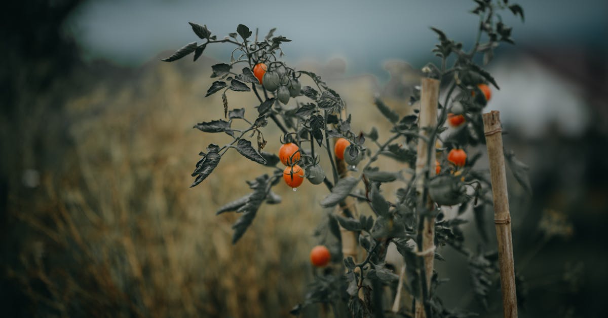 découvrez les meilleures pratiques pour la culture de tomates : conseils pour semer, entretenir et récolter des tomates savoureuses dans votre jardin ou votre potager.