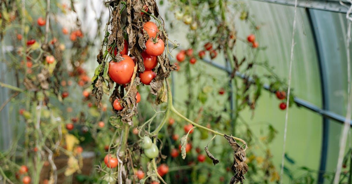 découvrez nos conseils pratiques et astuces pour réussir la culture des tomates : du semis à la récolte, apprenez à cultiver des tomates savoureuses dans votre jardin ou sur votre balcon.